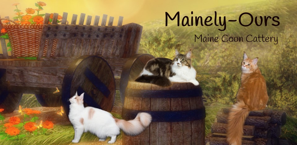 Mainely-Ours Maine Coon Cattery