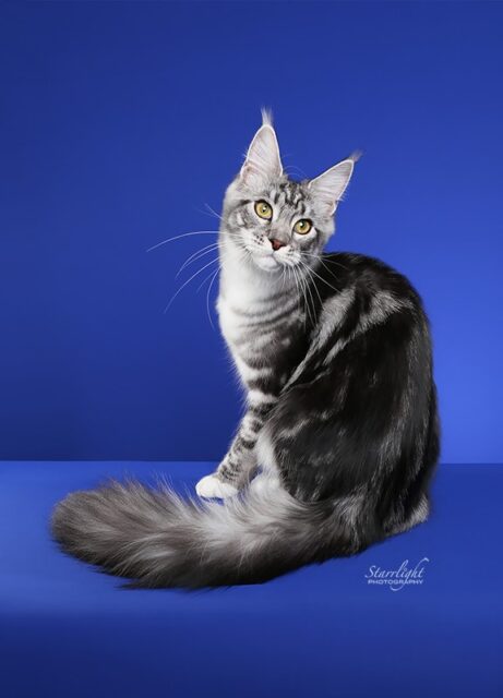 Maine Coon Kittens Available Norco, CA
