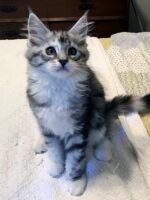 Maine Coon Kittens Available Norco, CA