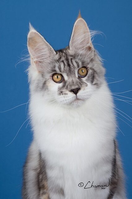 Maine Coon Kittens Available Norco, CA