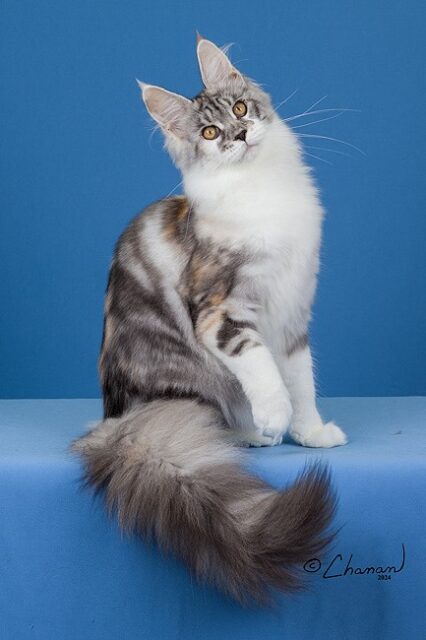 Maine Coon Kittens Available Norco, CA