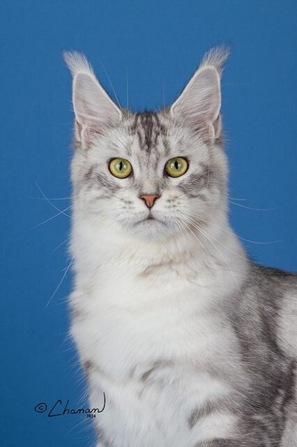 Maine Coon Kittens Available Norco, CA