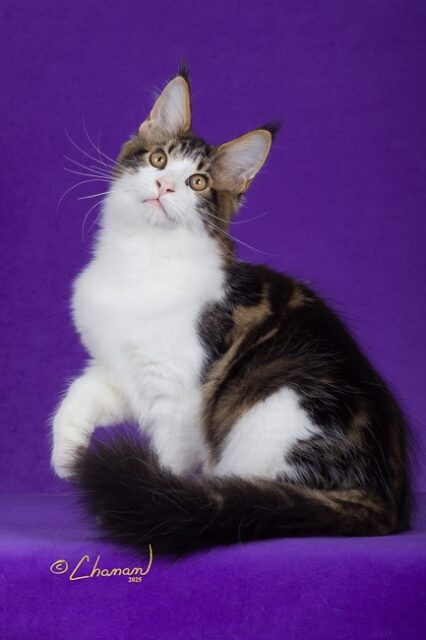 Maine Coon Kittens Available Norco, CA