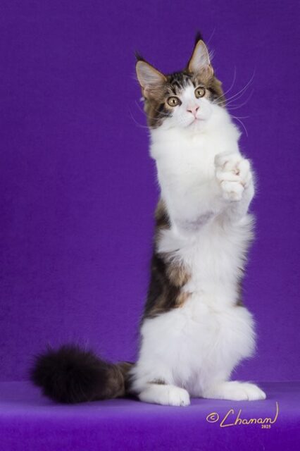 Maine Coon Kittens Available Norco, CA