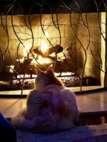 Maine Coon Kittens Available Norco, CA