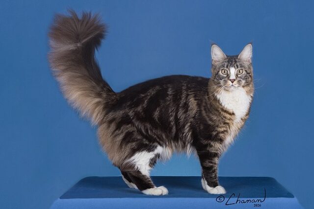 Maine Coon Kittens Available Norco, CA