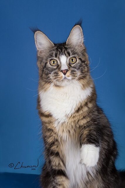Maine Coon Kittens Available Norco, CA