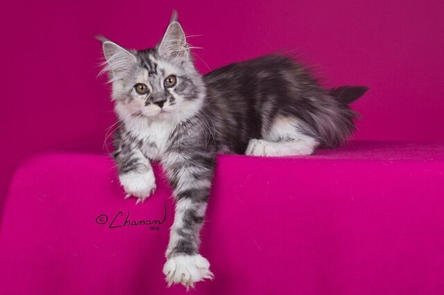 Maine Coon Kittens Available Norco, CA