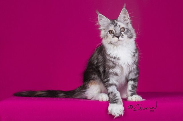 Maine Coon Kittens Available Norco, CA