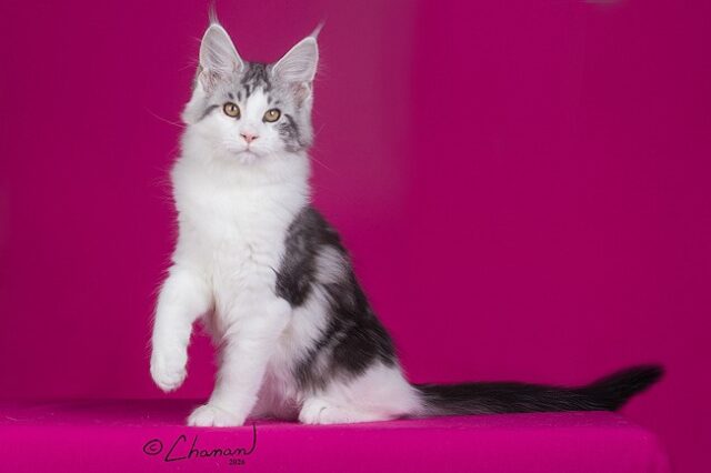 Maine Coon Kittens Available Norco, CA