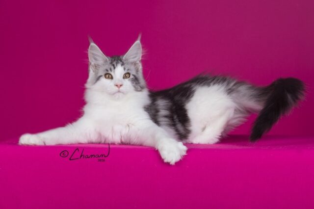 Maine Coon Kittens Available Norco, CA