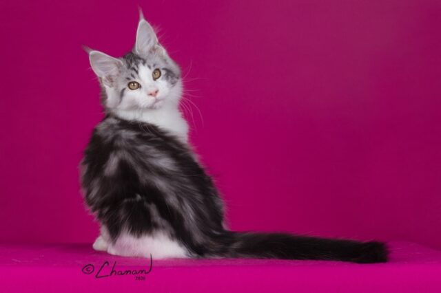 Maine Coon Kittens Available Norco, CA