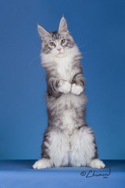 Maine Coon Kittens Available Norco, CA