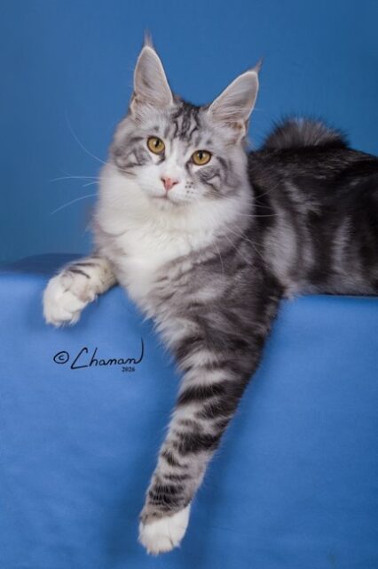 Maine Coon Kittens Available Norco, CA
